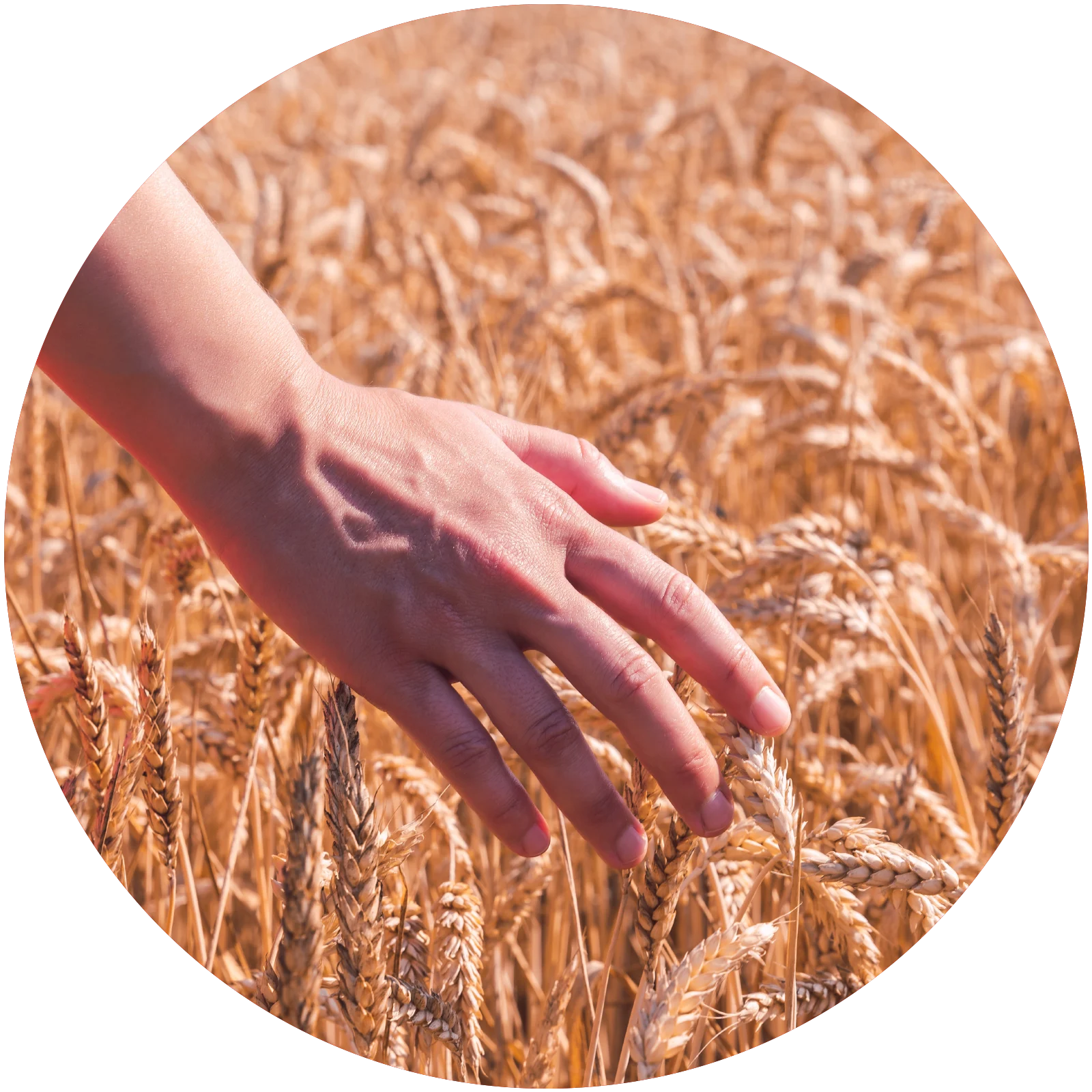 campo di grano spighe
